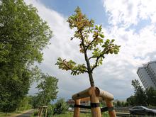 Potsdams Bäume sterben langsam: Bald müssen jährlich 2000 Bäume ersetzt werden
