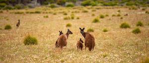 Auf der Insel leben die endemischen Kangaroo-Island-Kängurus, die eine gedrungene Statur und ein dunkelbraunes Fell haben.