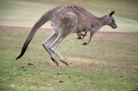 Kängurus sind in Australien eine echte Touristenattraktion.