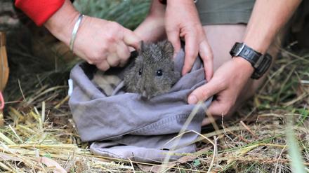 20 seltene Langschnauzen-Kaninchenkängurus wurden in Australien im Rahmen eines Zuchtprogramms ausgewildert.