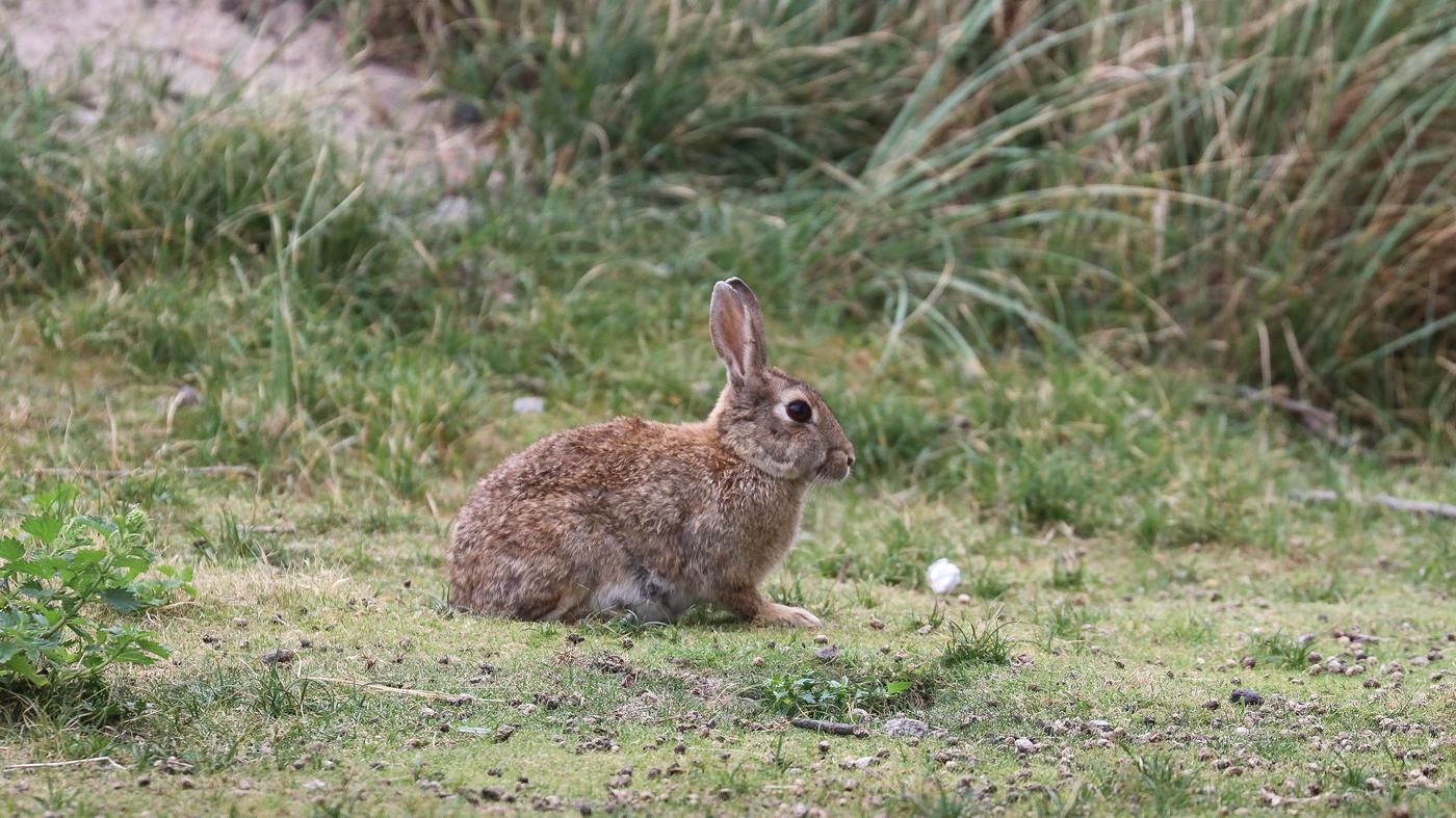 Mayor in southern France shares rabbit ragout recipe amidst rabbit infestation