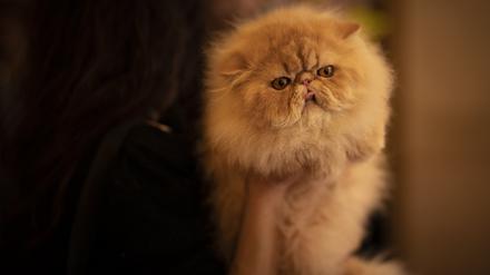 Die Perserkatze, streckt ihre Zunge heraus, bevor sie während eines internationalen Katzenschönheitswettbewerbs in Bukarest, Rumänien, einem Richter vorgestellt wird.