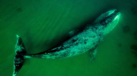 Wale werden steinalt, bestehen aus Millionen Zellen – und müssten genau deshalb anfällig für Krebs sein. Sind sie aber nicht. Wie machen sie das