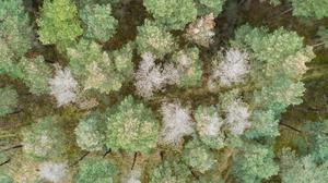 Kranke Kiefern mit ausgetrockneten Baumkronen stehen in einem Kiefernwald der Niedersächsischen Landesforsten im Landkreis Gifhorn. Mit der Trockenheit kommt der Pilz: Mit der Kiefer ist nun die nächste Baumart vom Waldsterben betroffen. Der Pilz Diplodia befällt die Kiefern und sorgt für massive Schäden. +++ dpa-Bildfunk +++