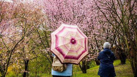 Beim Kirschblütenfest in den Gärten der Welt in Berlin-Marzahn war der Regenschirm Pflicht.