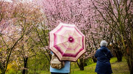 Zwei Besucher schauen sich beim Kirschblütenfest in den Gärten der Welt in Berlin-Marzahn blühende Kirschbäume an. +++ dpa-Bildfunk +++