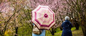 Zwei Besucher schauen sich beim Kirschblütenfest in den Gärten der Welt in Berlin-Marzahn blühende Kirschbäume an. +++ dpa-Bildfunk +++