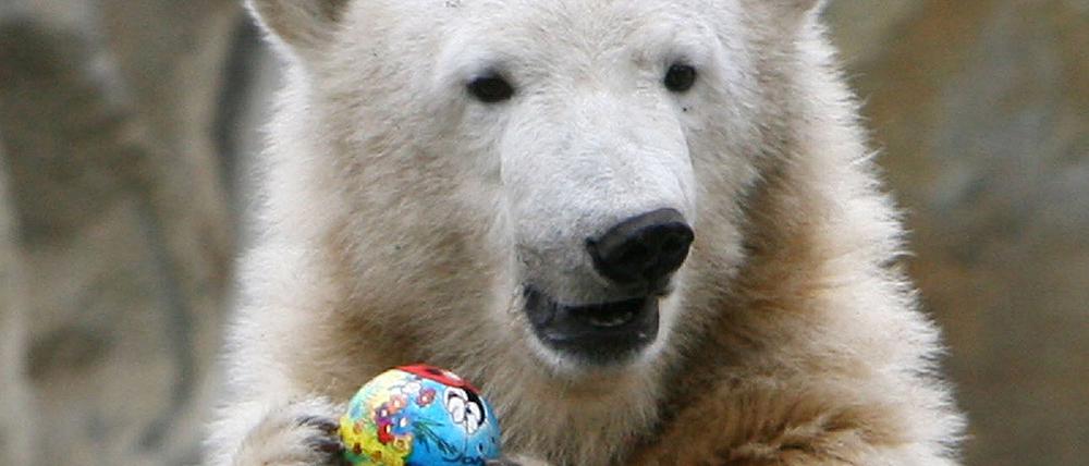 Kommender Filmstar Hollywood holt Knut ins Kino