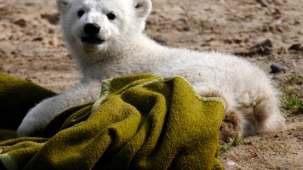 Knut mit Decke