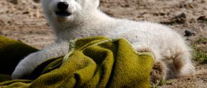 Knut mit Decke