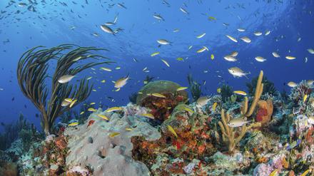 Korallenriffe wie hier vor Mexiko sind Hotspots der Artenvielfalt, aber nur, so lange die Korallen leben.