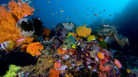 Korallenriffe wie diese auf den Raja Ampat-Inseln im Süden Indonesiens werden immer mehr zur Seltenheit. Foto: Jason Suwandy, dpa 