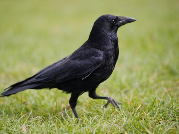 Eine Krähe läuft über eine Wiese.