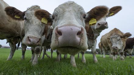 Kühe werden wegen des von ihnen erzeugten Methans von Klimaschützern kritisch gesehen, könnten aber als Weidetiere dem Artenschutz dienen.