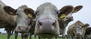 Kühe werden wegen des von ihnen erzeugten Methans von Klimaschützern kritisch gesehen, könnten aber als Weidetiere dem Artenschutz dienen.