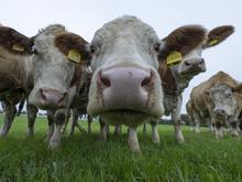 Ausgang für die Großvieheinheit: Kühe weiden für den Artenschutz