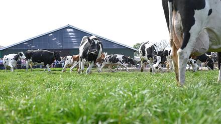 Die Kühe eines Milchviehbetriebes in Niedersachsen laufen vom Stall auf die Weide. 