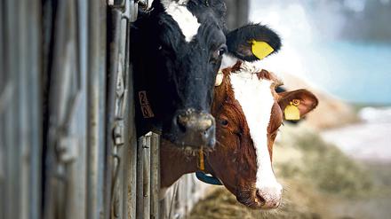 ARCHIV - Kühe stehen am 28.02.2013 in einem Stall in Wittichenau-Kotten (Sachsen). Foto: Arno Burgi/dpa (zu dpa «Von 437 Tierschutzkontrollen nur 154 unangemeldet» vom 20.07.2015) +++(c) dpa - Bildfunk+++