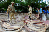 Wildhüter in Kenia begutachten Elfenbein, das sie bei Wilderern sicherstellten.