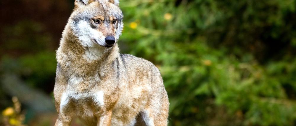 Einmal Wolf, immer Wolf. Ein stolzes Exemplar im Tier-Freigelände im Nationalpark Bayerischer Wald