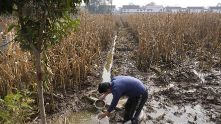 China, Henan: Ein Bauer versucht, ein Maisfeld zu entwässern, das noch Monate nach den sintflutartigen Regenfällen in der Region des Dorfes Zhaoguo unter Wasser steht. Mehr als 800 Millionen Arbeitsplätze weltweit sind der Unternehmensberatung Deloitte zufolge vom Klimawandel und der Energiewende betroffen.
