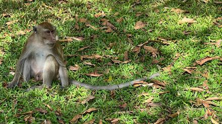 Ein Langschwanzmakake sitzt im „Monkey Temple“ - Wat Sok Tham Phanthurat - in der Provinz Surat Thani in Thailand.
