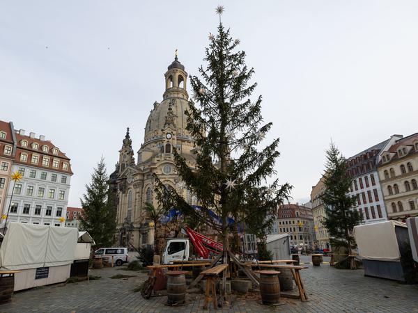 Vor der Frauenkirche in Dresden sorgt eine Fichte derzeit im Internet für Spott und Diskussionen.
