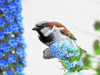 Neue Untersuchungen An 142 Arten Licht Und Larm Storen Fortpflanzung Von Vogeln Wissen esspiegel