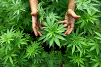 Wächst auch in Deutschland: Bauern lesen sich bereits ein, wie der Anbau von Cannabis funktioniert.