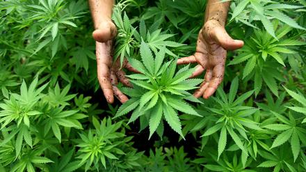 Cannabispflanzen, aus denen auch Marihuana hergestellt wird (Symbolfoto). 