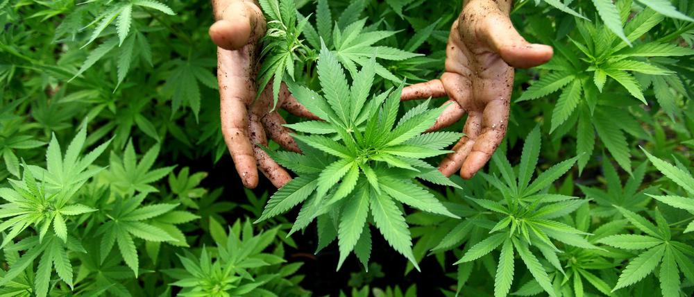 Cannabispflanzen, aus denen auch Marihuana hergestellt wird (Symbolfoto). 
