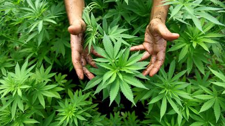 Cannabis Pflanzen. (Symbolbild)