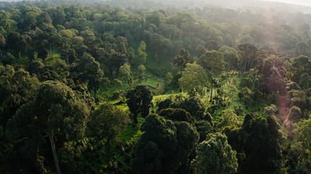 Wenn Wälder weltweit weniger stark von Menschen beansprucht würden, könnten sie Milliarden Tonnen Kohlendioxid aus der Atmosphäre ziehen.