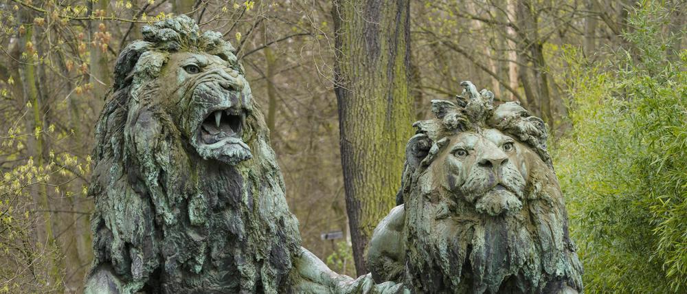 Zwei von vier überlebensgroßen bronzenen Löwen vor dem Alfred-Brehm-Haus im Tierpark Berlin-Friedrichsfelde.