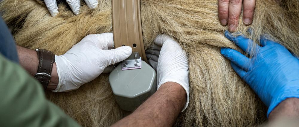 Löwen im Berliner Zoo tragen Fitness-Tracker herum, die eine Künstliche Intelligenz mit Daten füttern. 