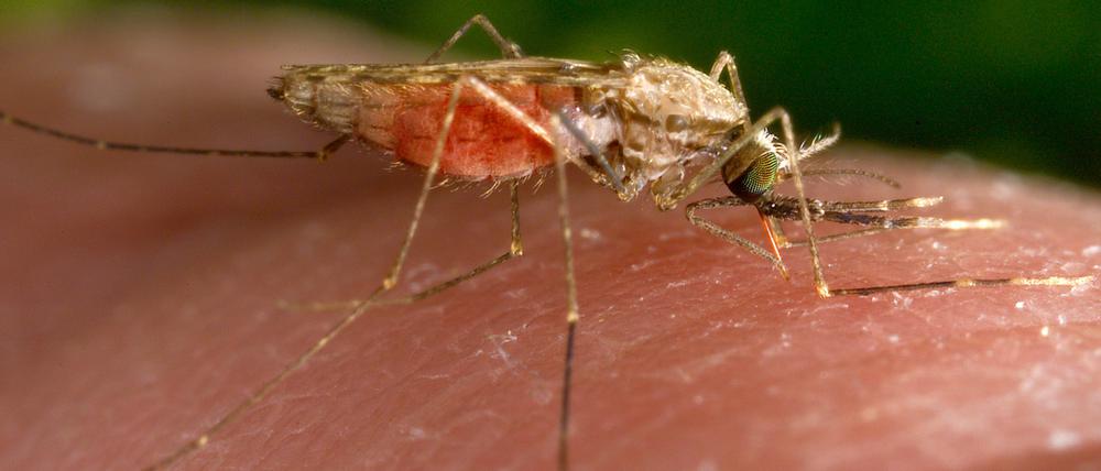 Dem Parasit bleiben nur zwei Tage zur Infektion eines Menschen, sonst stirbt er mit der Mücke.