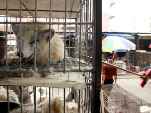 Auf chinesischen Märkten wurden Marderhunde verkauft. Ob sie in Wuhan Corona auf Menschen übertrugen, ist möglich, aber nicht bewiesen. 