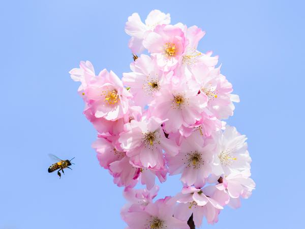 In Hannover fliegt eine Biene auf einen blühenden Kirschbaum zu.