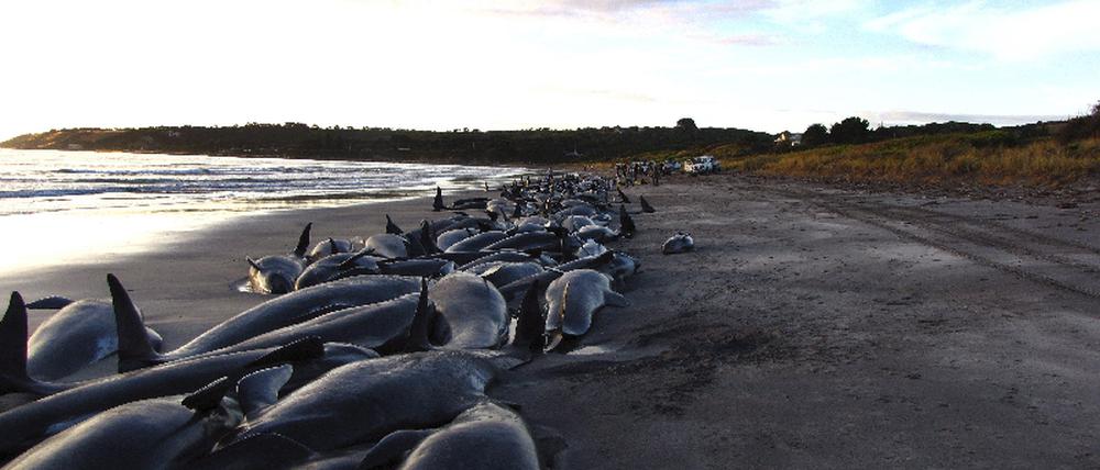 Massensterben in Australien - 200 Wale und Delfine gestrandet