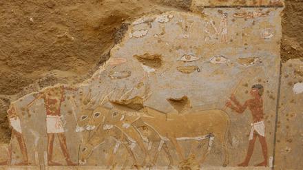 Abbildung eines Esels beim Dreschen auf der Tenne im Mastaba-Grab von Daschur.
