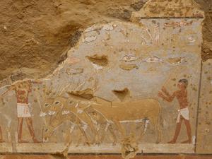 Abbildung eines Esels beim Dreschen auf der Tenne im Mastaba-Grab von Daschur.