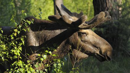 Moose, Elk, Alces alces, Bull in Forest, Germany