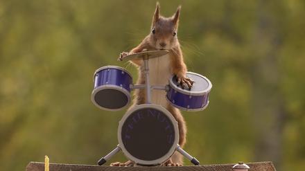 Sogar Eichhörnchen mögen Trommeln!