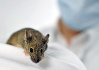 Forscher konnten Alzheimer bei Mäusen stoppen.