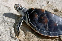 Meeresschildkröten sind durch den Fischfang bedroht. Leuchtende Netze könnten ihnen helfen.