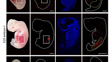  Eine grafische Darstellung zeigt «humanisierte» Nierenzellen (rote Fluoreszenz) im Inneren von Embryos von Schweinen im Vergleich zu normalen, nicht manipulierten Schweineembryos.