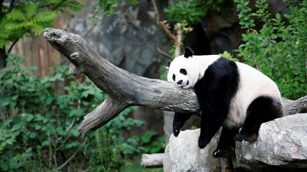 Panda beim Powernap.