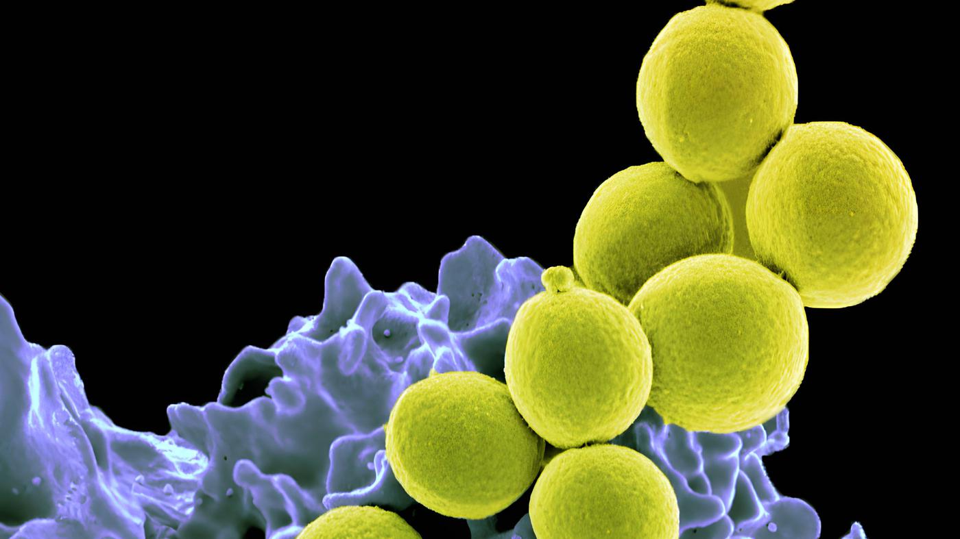 Harvard Scientists Develop Antibiotics Resistant to Bacterial