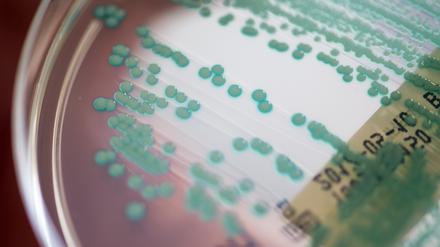 Eine Petrischale mit MRSA-Keimen (Methicillin-resistenten Staphylococcus aureus), aufgenommen im Universitätsklinikum. Die Welt braucht im Kampf gegen resistente Bakterien dringend neue Antibiotika, aber die Entwicklung kommt nicht voran.