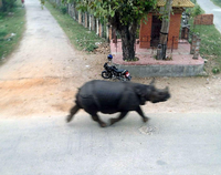 Eine Aufnahme des ausgebrochenen Nashorns am Montag in Nepal.
